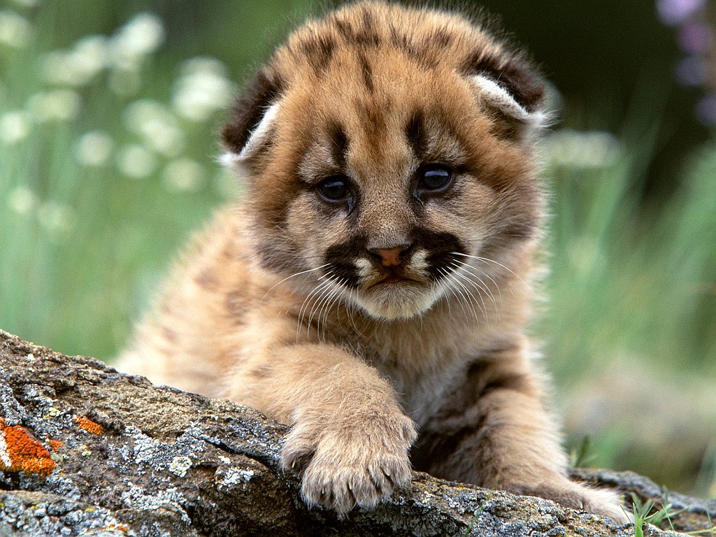 Curious Mountain Lion Cub